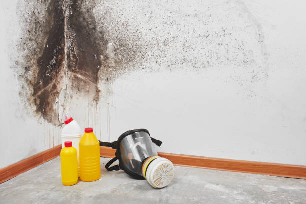 Crawl Space Mold Removal in Lumber City, GA