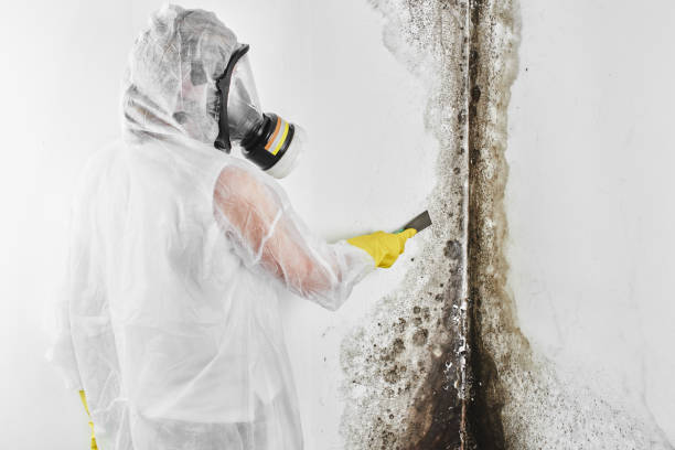 Best Fast Mold Removal  in Lumber City, GA