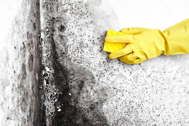 Best Crawl Space Mold Removal  in Lumber City, GA