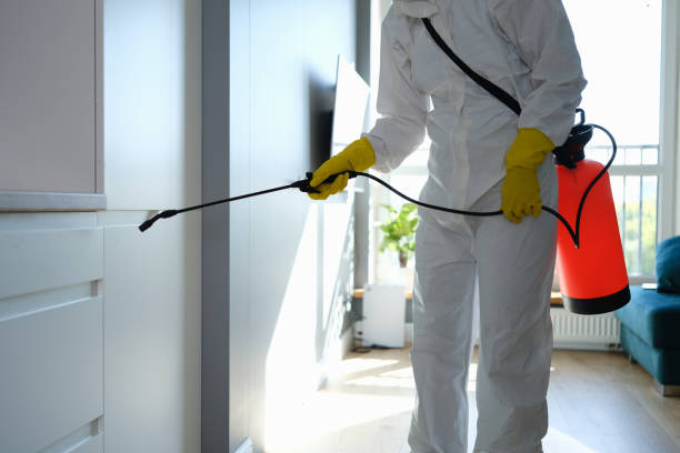 Best Black Mold Removal  in Lumber City, GA