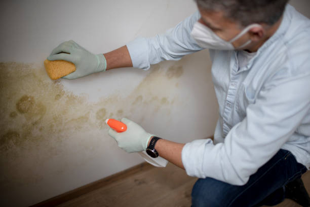 Best Mold Remediation  in Lumber City, GA