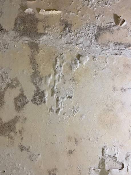 Office Mold Removal Services in Lumber City, GA