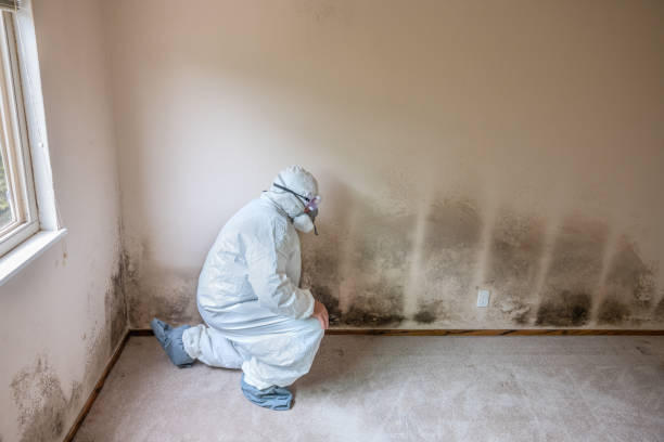Best Commercial Mold Removal  in Lumber City, GA