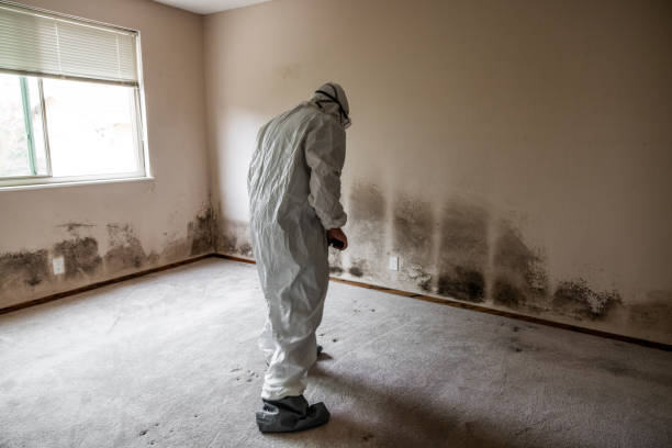 Best Mold Testing and Removal  in Lumber City, GA