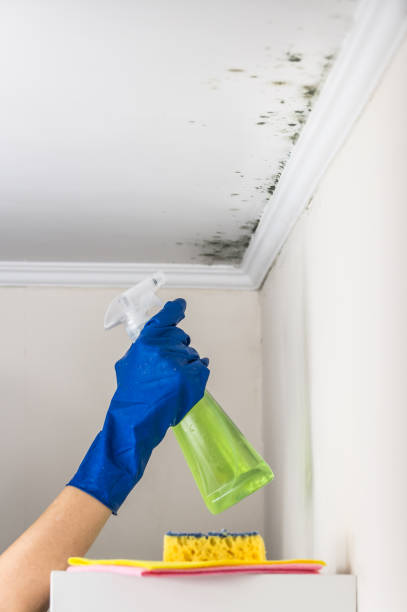 Mold Testing and Removal in Lumber City, GA
