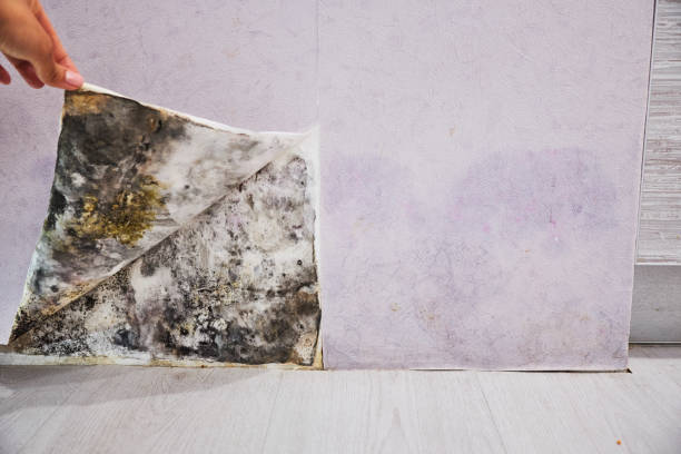 Best Best Mold Removal Companies  in Lumber City, GA